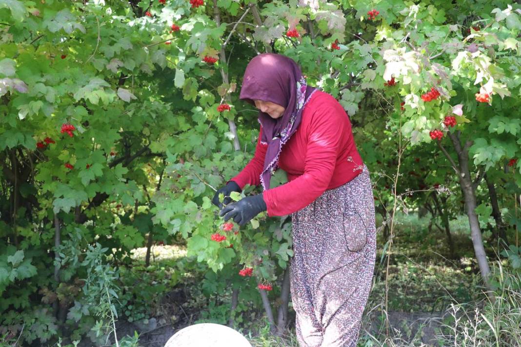 Erciyes'in eteklerinde 'kırmızı altın' mesaisi başladı: Kilosu 100 TL'ye kadar alıcı buluyor 4